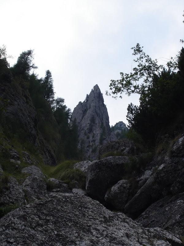 Sursă: silvique.ro