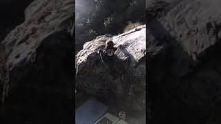 Figaro 7b+ Latorița