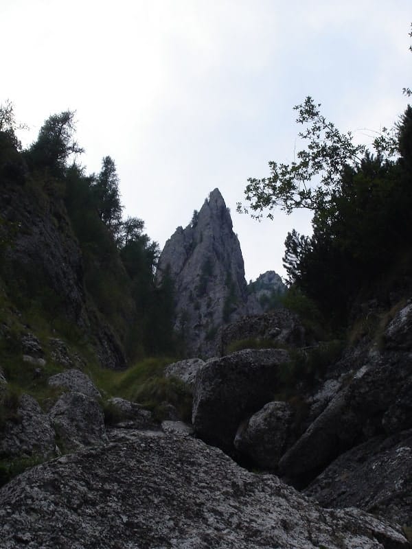 Sursă: silvique.ro Sursă: silvique.ro